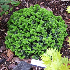 Пихта корейская 'Цис'