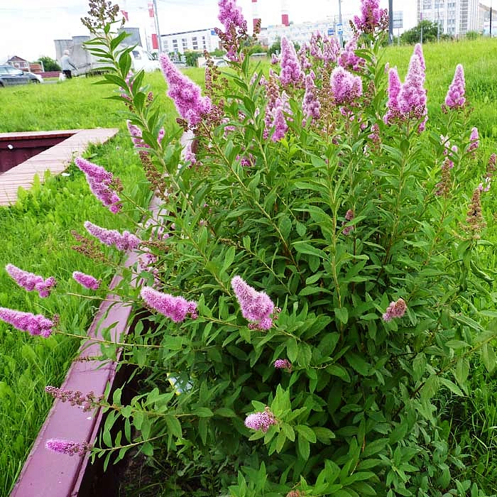 Спирея Дугласа