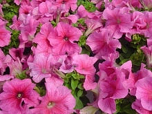 Петуния гибридная крупноцветковая 'Танго Пинк' (розовая)
