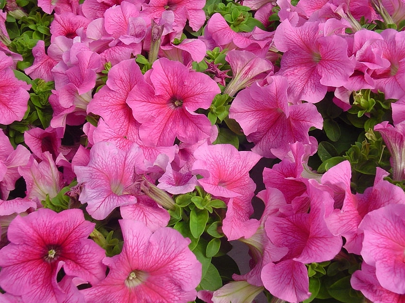 Петуния гибридная крупноцветковая 'Танго Пинк' (розовая)