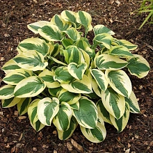 Хоста гибридная (вздутая, волнистая) 'Вайд Брим'