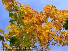 Клен остролистный 'Эмеральд  Куин'