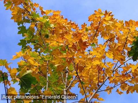 Клен остролистный 'Эмеральд  Куин'