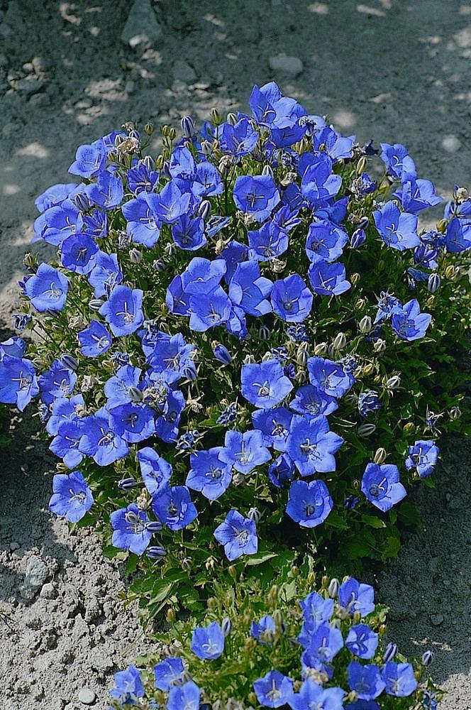 Колокольчик карпатский синий