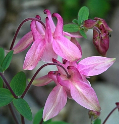 Аквилегия вееровидная 'Камео Роуз-Уайт' (розово-белая)