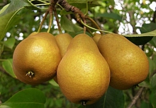 Груша 'Дюймовочка'