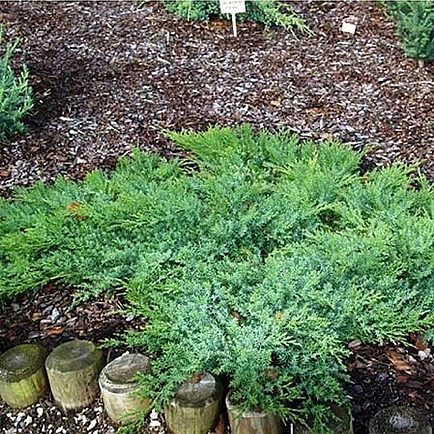 Можжевельник даурский 'Ленинград'