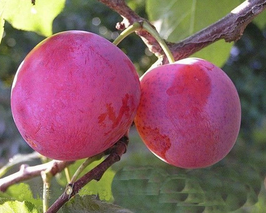 Слива 'Деликатная'