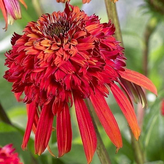 Эхинацея пурпурная 'Томато Соуп'