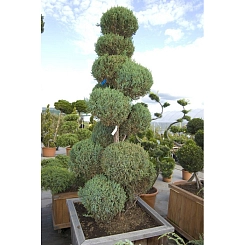 Можжевельник китайский 'Стрикта' бонсай