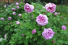 Роза 'Васагеминг' (парковая) (фиолетовя)