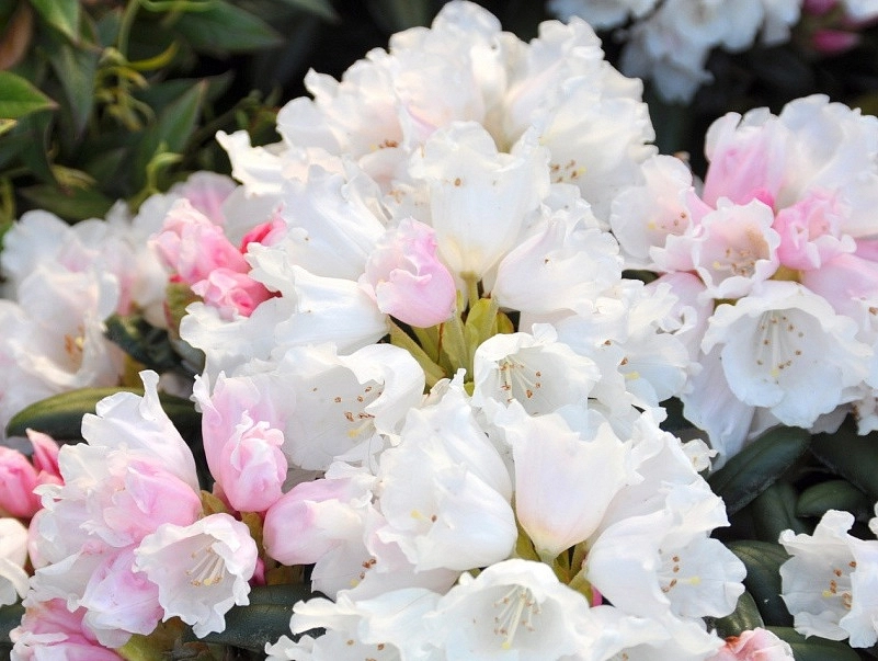 Рододендрон якушиманский 'Эдельвейс' (белый)