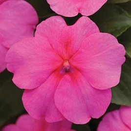 Бальзамин Уоллера 'Эдвантейдж Дип Пинк'(розовый)