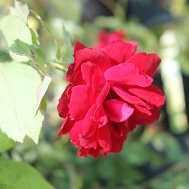 Роза 'Нина Вейбул' (флорибунда) (красная)
