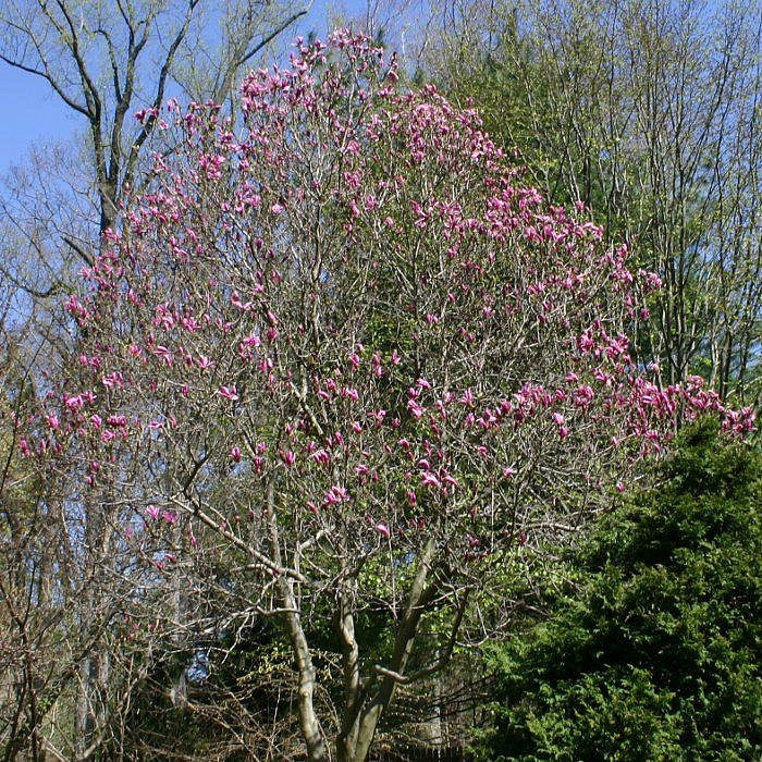 Магнолия 'Сусан'