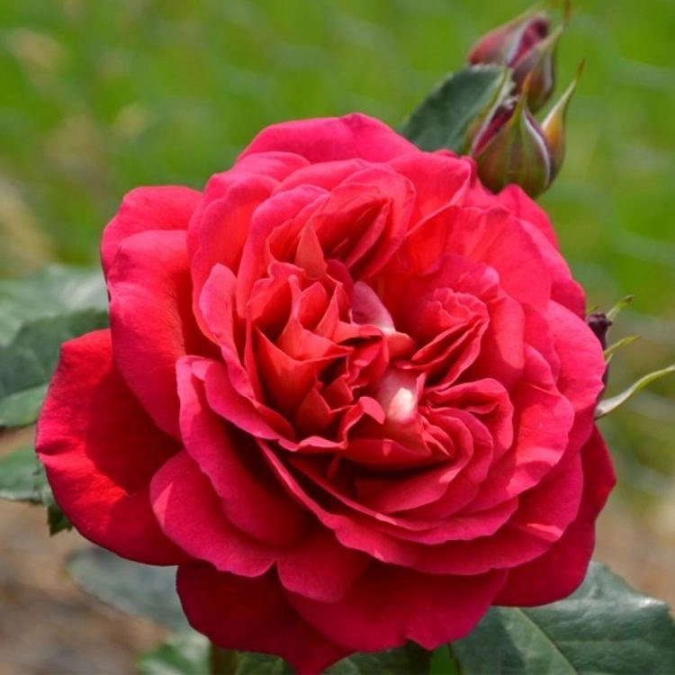 Роза 'Мона Лиза' (флорибунда) (винно - красная)