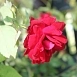Роза 'Нина Вейбул' (флорибунда) (красная) Роза 'Нина Вейбул' (флорибунда) (красная)
