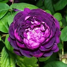 Роза 'Кардинал де Ришелье' (шраб, парковая) (фиолетовая)