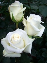 Роза 'Анастасия' (чайно-гибридная) (белая)