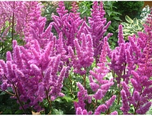 Астильба китайская 'Вижнс ин Пинк'