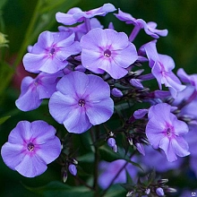 Флокс метельчатый 'Блу Бой'