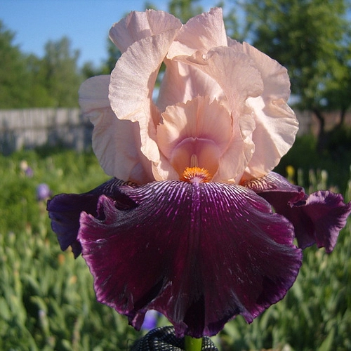 Ирис бородатый 'Уэнч'