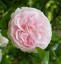 Роза 'Фелисит Парментье' ( плетистая) (светло-кремово-розовая)