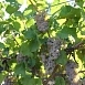 Виноград 'Подарок Магарача'