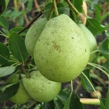 Груша 'Скороспелка'