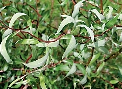 Ива гибридная (извилистая) 'Коралл'