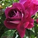 Роза 'Бургунд' (чайно-гибридная) (пурпурно - фиолетовая)