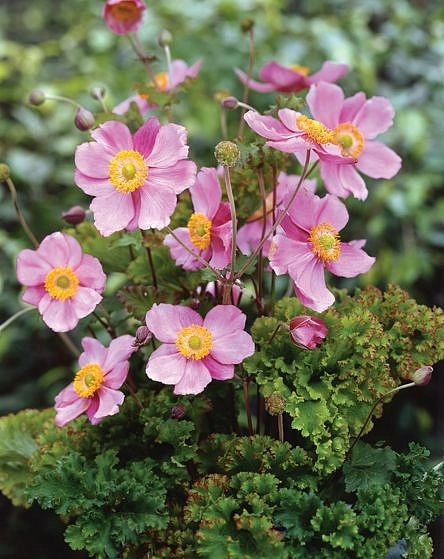 Анемона гибридная (Ветриница) 'Криспа'