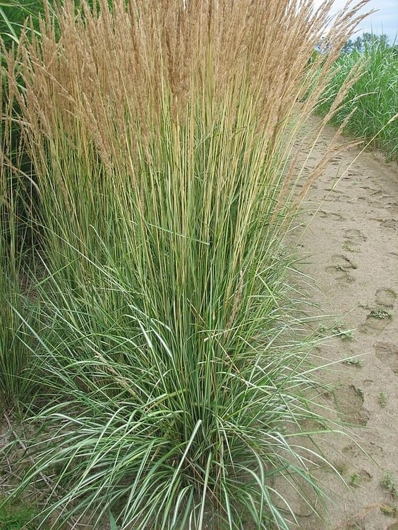 Вейник остроцветковый 'Аваланш'