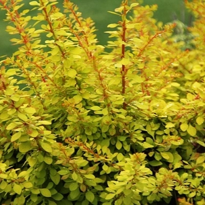 Барбарис тунберга 'Голден Карпет'