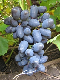 Виноград 'Кодрянка' (синий)