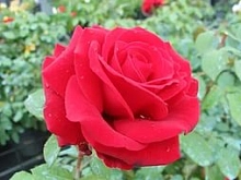 Роза 'Дуфтфестиваль' (чайно-гибридная) (малиново - красная)