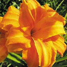 Лилейник гибридный 'Бандолеро'