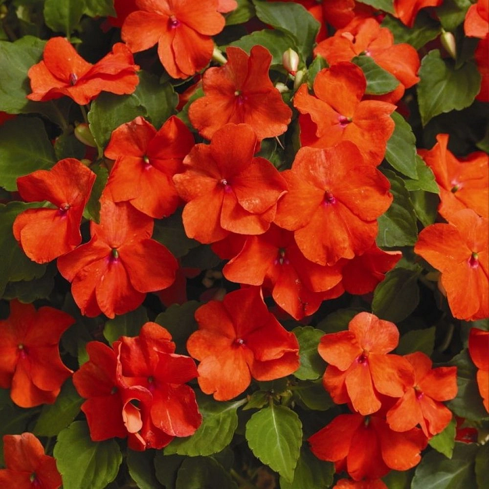 Бальзамин Уоллера 'Визард Велвет Ред' (красный)