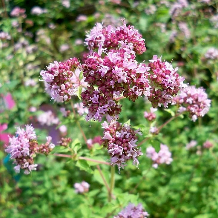 Душица можно ли пить. Лесная мята душица. Душица обыкновенная (Origanum vulgare). Душица тимьян майоран. Душица Diabolo.