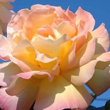 Роза 'Мадам Мейланд' (чайно-гибридная) (желто - розовая)