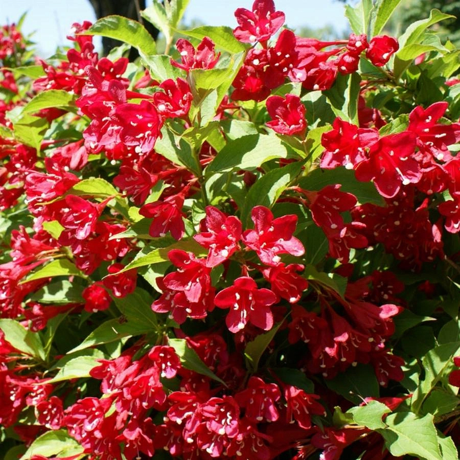 Вейгела 'Люцифер'