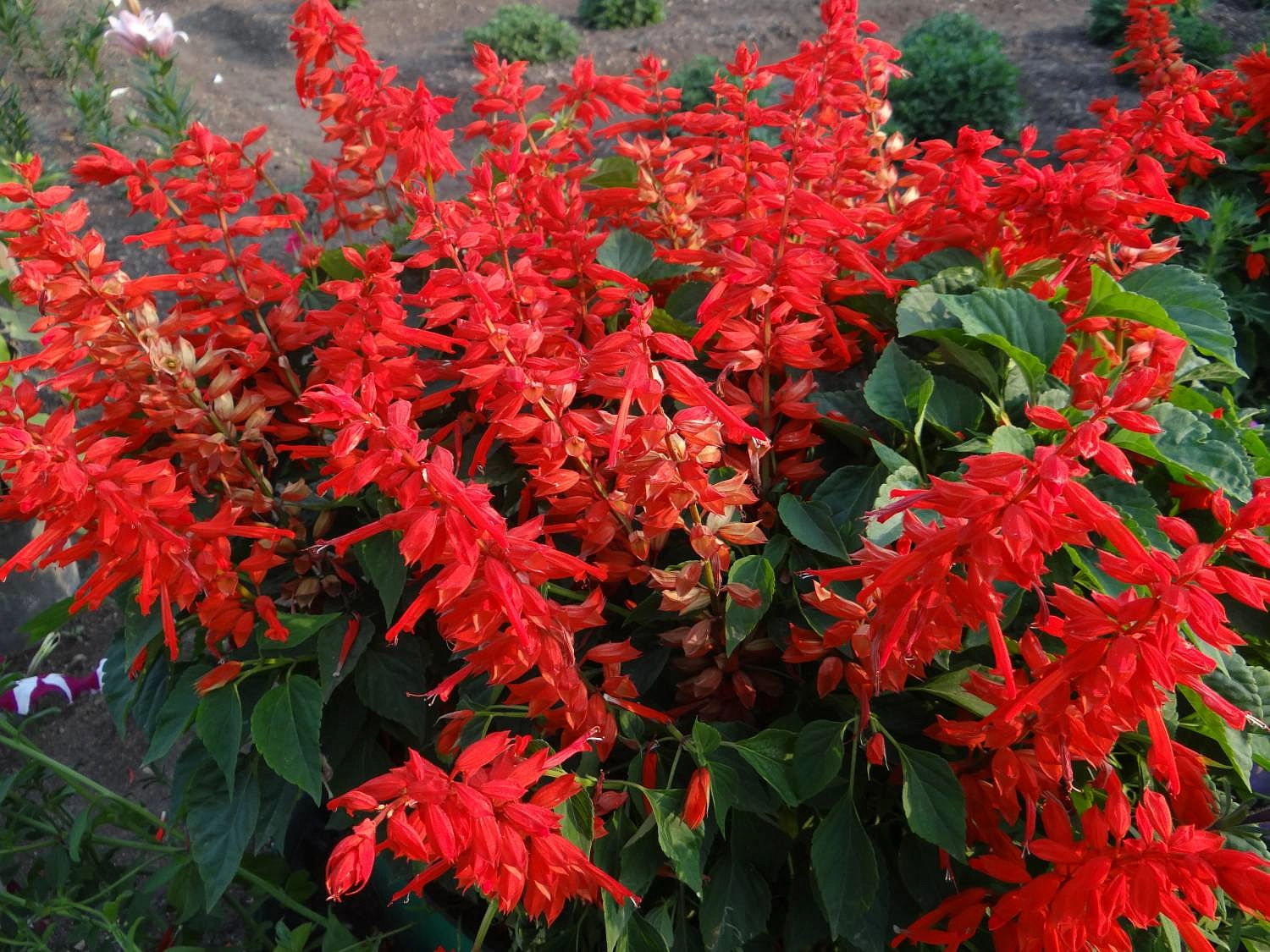 Сальвия блестящая 'Редди Скарлет' (ярко-алая)