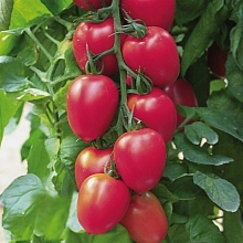Томат 'Черри Рио'