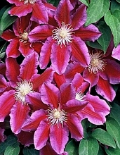 Клематис крупноцветковый 'Ханиа'