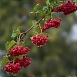 Калина обыкновенная