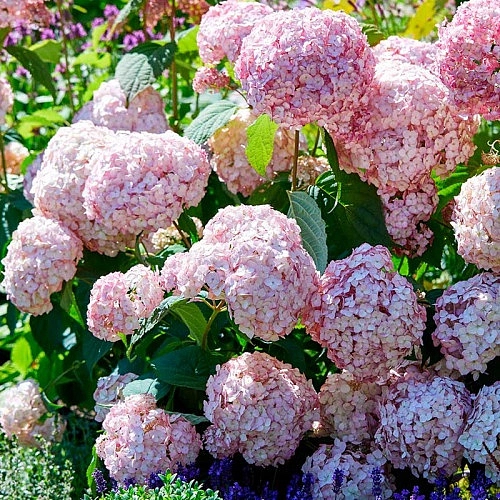 Гортензия древовидная 'Кандибель Баблгам'