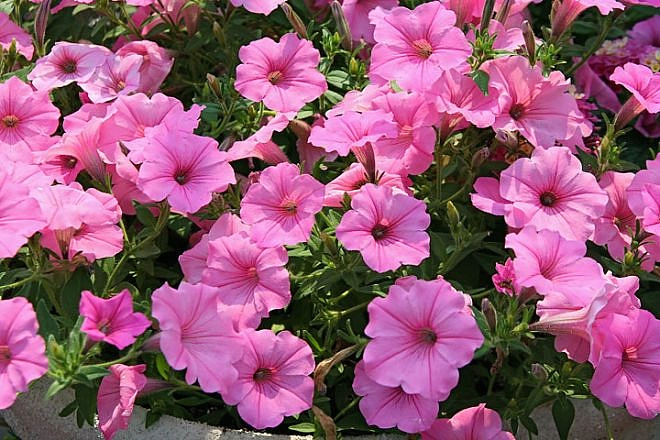 Петуния (сурфиния) гибридная 'Вандер Вейв Пинк' (светло-розовая)