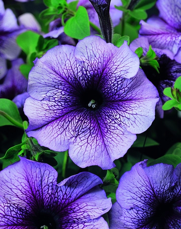 Петуния (сурфиния) гибридная 'Браво Блю Вейнд' (сиреневая)