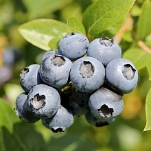 Голубика 'Легаси'