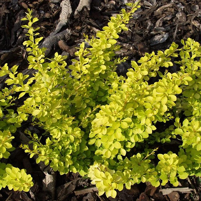 Барбарис Тунберга 'Голдалита'